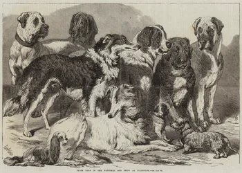 Nagroda Psów na Krajowej Wystawie Psów Rasowych w Islington